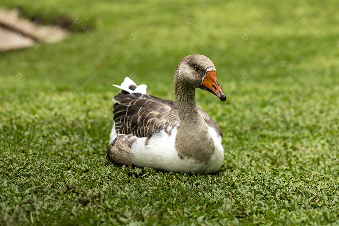 Closeup no ganso deitado no gramado em dia ensolarado Imagem JPG
