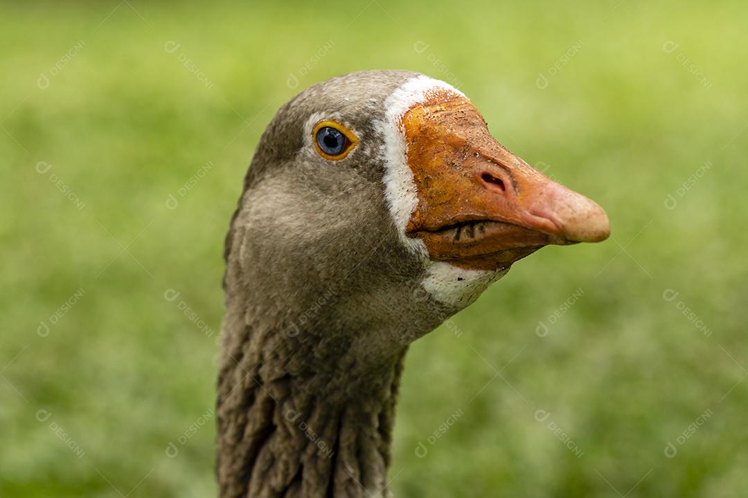 Closeup no ganso deitado no gramado em dia ensolarado Imagem JPG