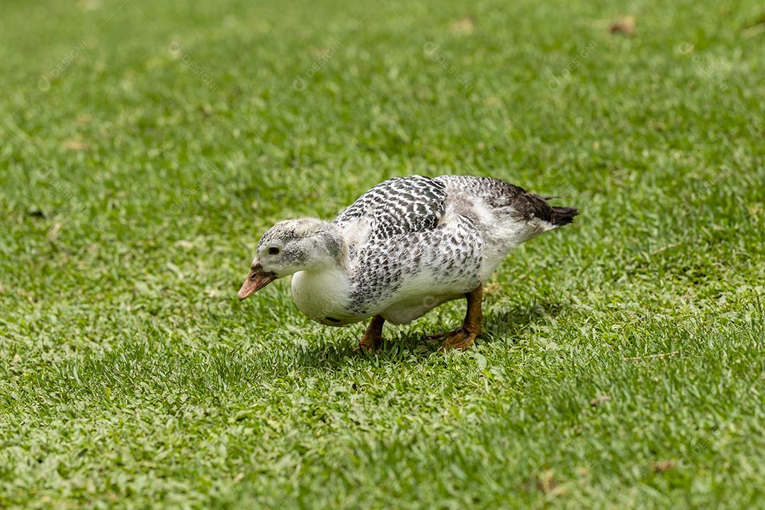 Closeup em um pato na fazenda em um gramado Imagem JPG