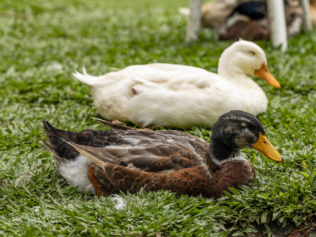 Closeup em um pato na fazenda em um gramado Imagem JPG