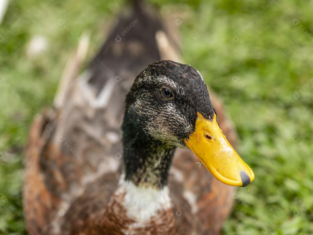 Closeup em um pato na fazenda em um gramado Imagem JPG