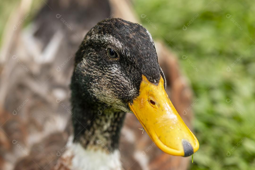 Closeup em um pato na fazenda em um gramado Imagem JPG