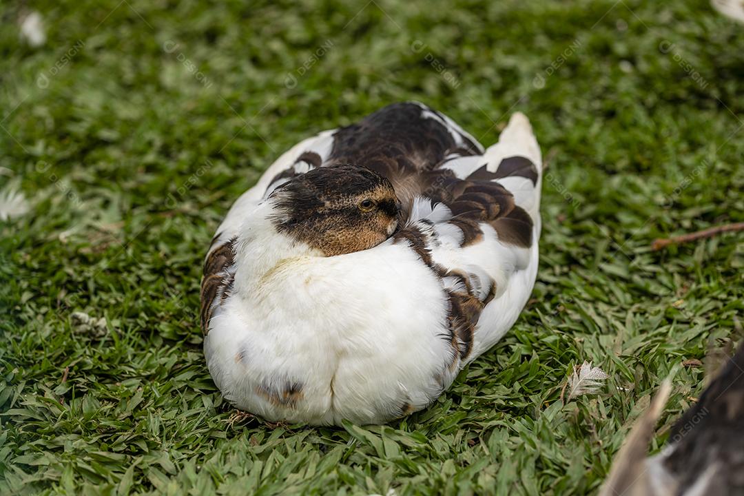 Closeup em um pato na fazenda em um gramado Imagem JPG