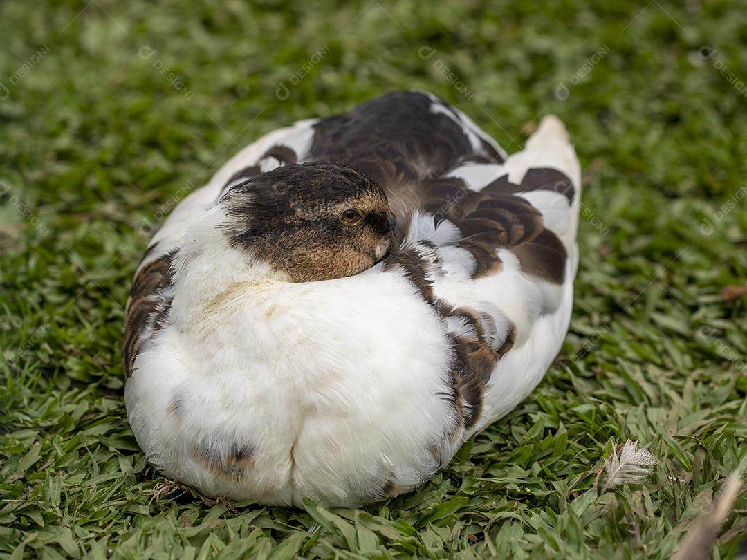 Closeup em um pato na fazenda em um gramado Imagem JPG