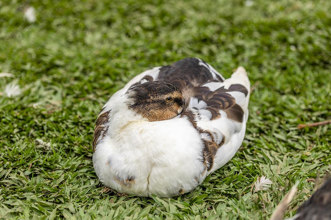 Closeup em um pato na fazenda em um gramado Imagem JPG