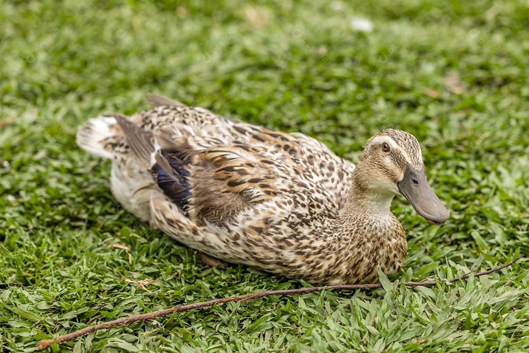 Closeup em um pato na fazenda em um gramado Imagem JPG