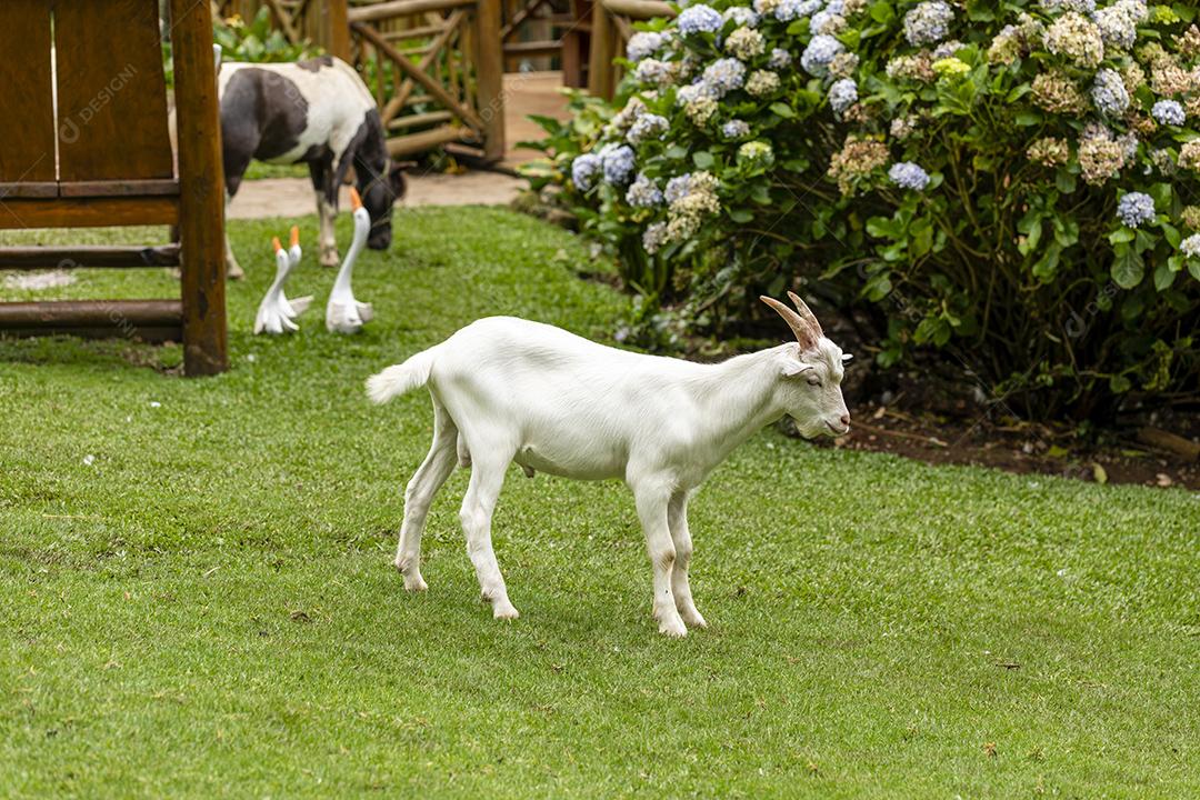 Closeup na cabra na fazenda andando pela grama Imagem JPG