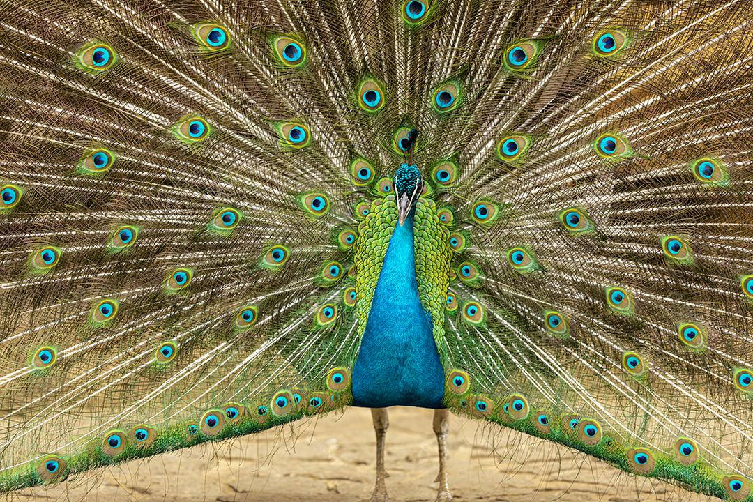 closeup em um pavão na fazenda Imagem JPG