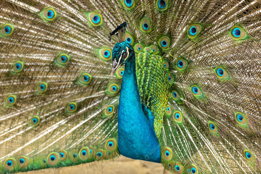 closeup em um pavão na fazenda Imagem JPG