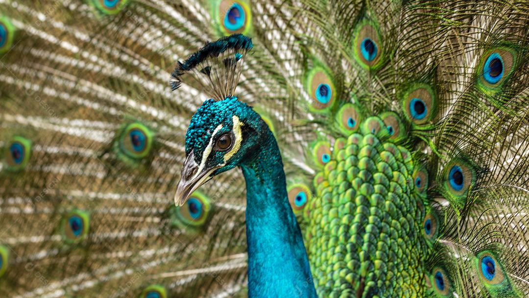 closeup em um pavão na fazenda Imagem JPG