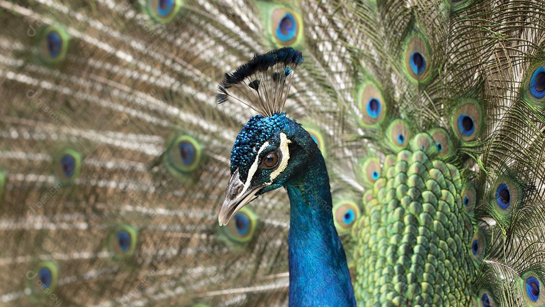 closeup em um pavão na fazenda Imagem JPG