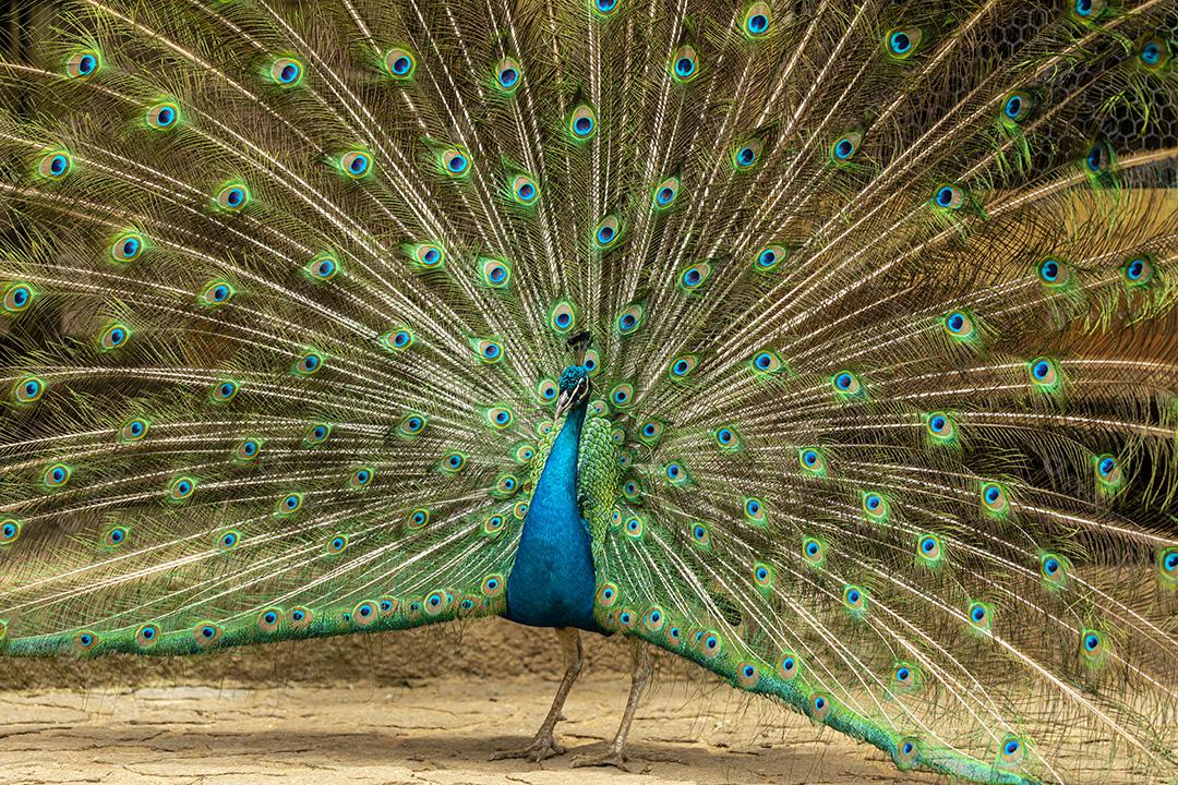 closeup em um pavão na fazenda Imagem JPG