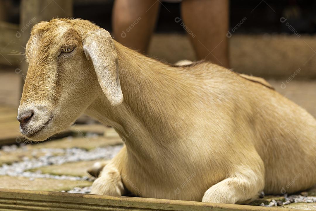 Closeup na cabra na fazenda deitado Imagem JPG