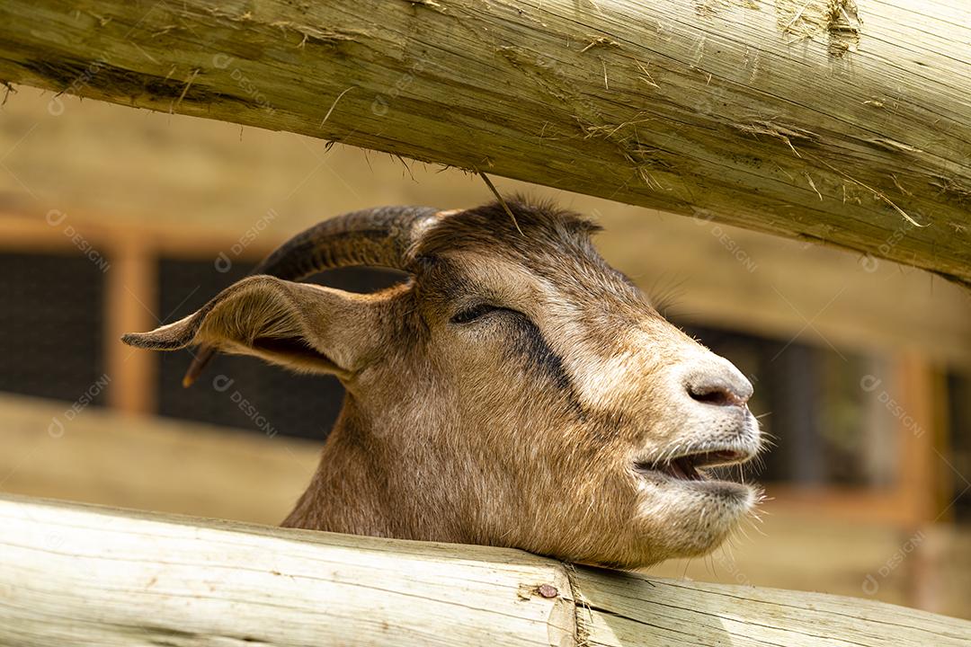 Closeup na cabra na fazenda imagem JPG