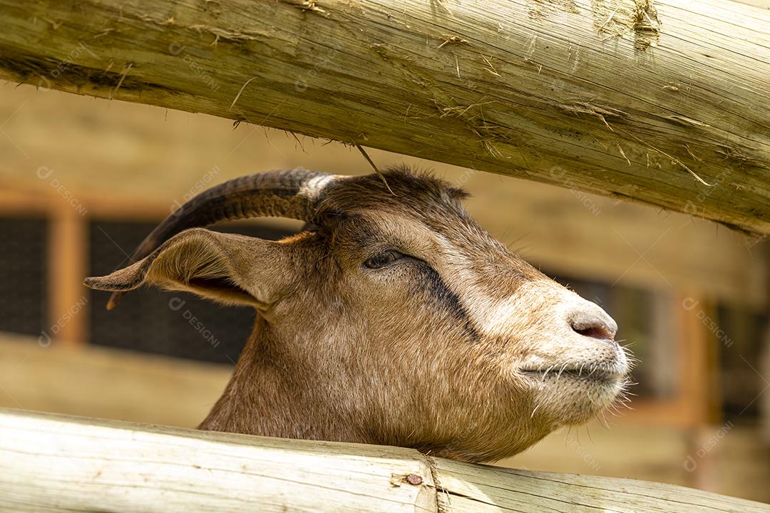 Closeup na cabra na fazenda imagem JPG