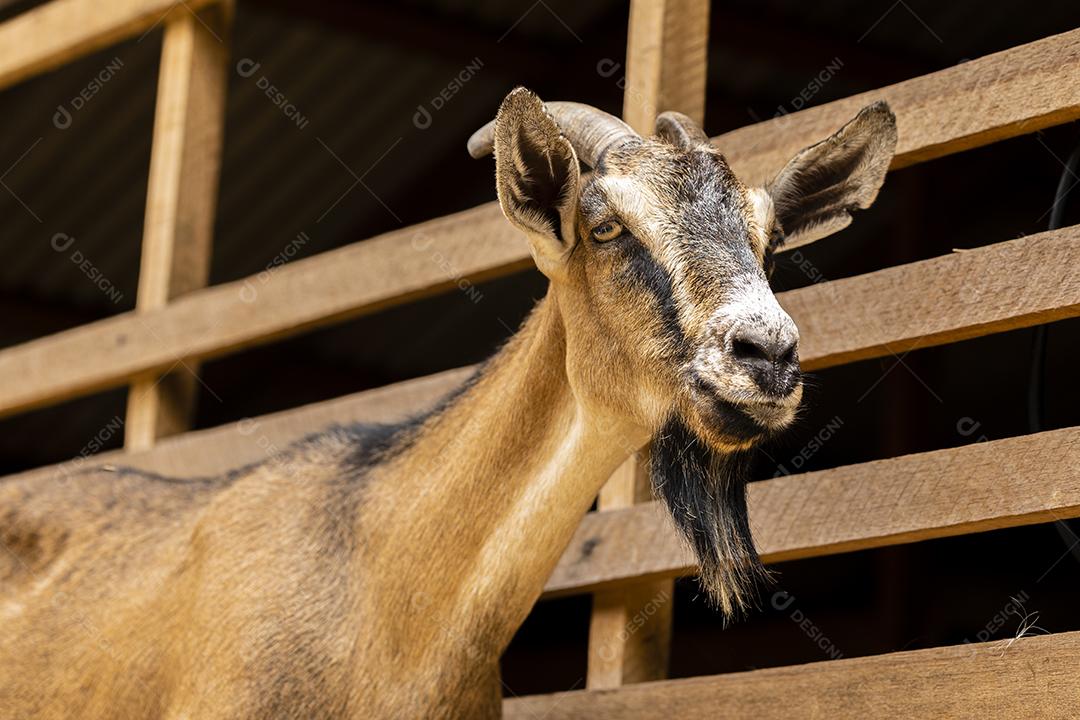 Closeup na cabra na fazenda imagem JPG