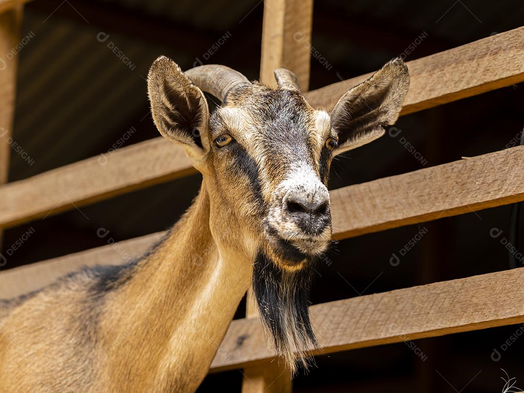 Closeup na cabra na fazenda imagem JPG