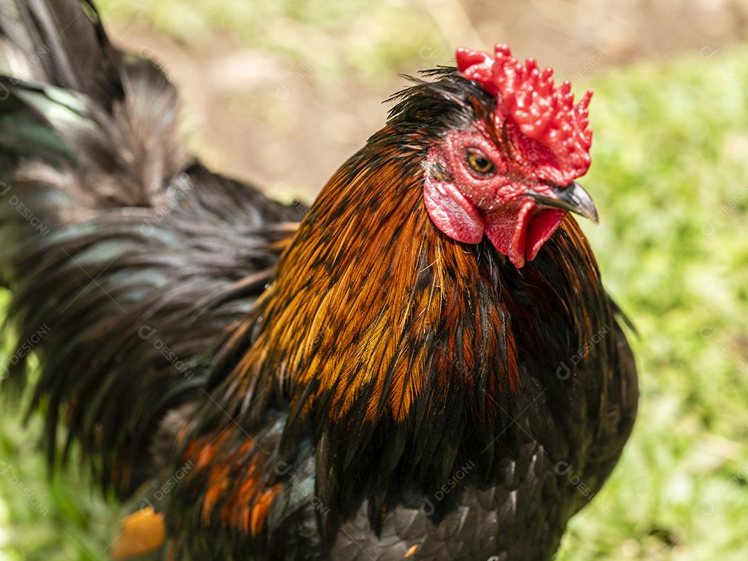 Frango ao ar livre em uma granja tradicional Imagem JPG