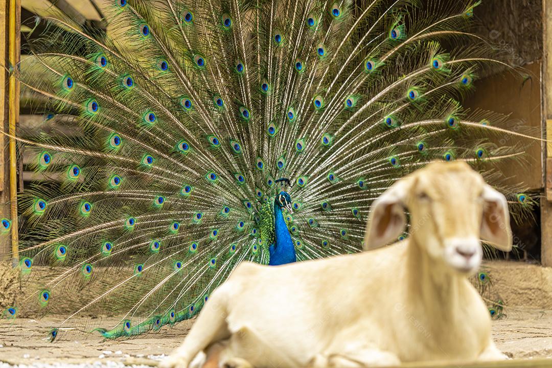 Closeup na cabra na fazenda pavao ao fundo Imagem JPG