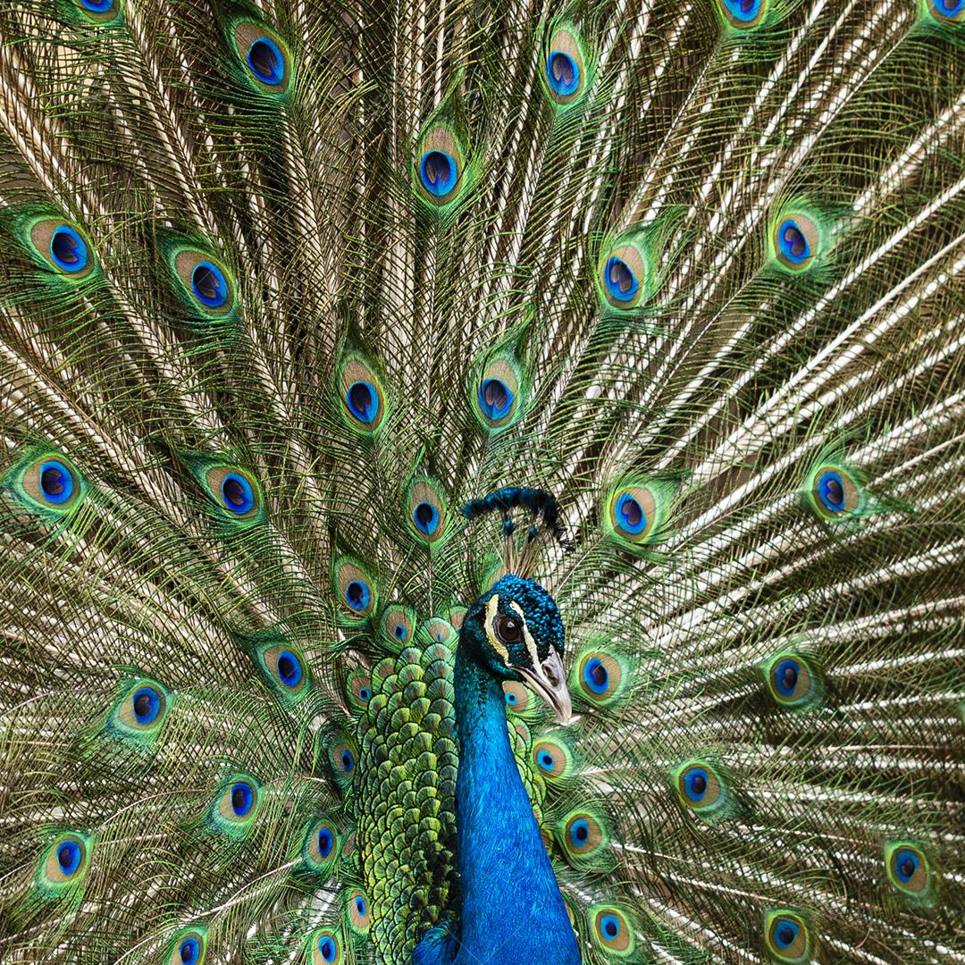 closeup em um pavão na fazenda imagem JPG