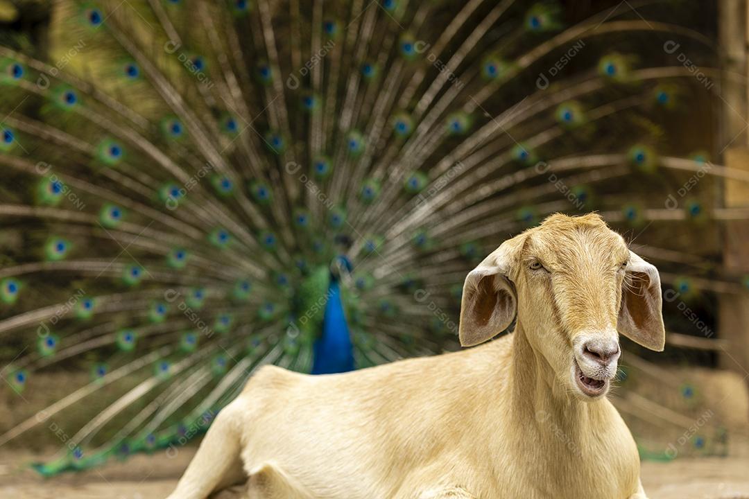 Closeup on the goat in the peacock farm in the background Image JPG