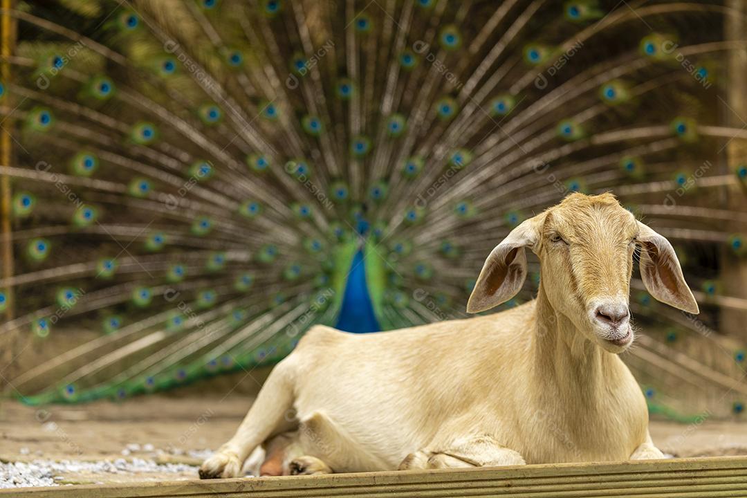 Closeup na cabra na fazenda pavao ao fundo Imagem JPG