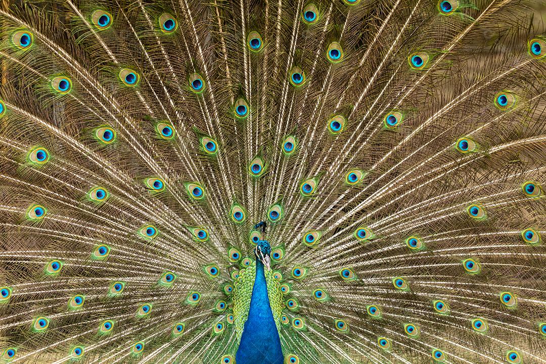 closeup em um pavão na fazenda imagem JPG