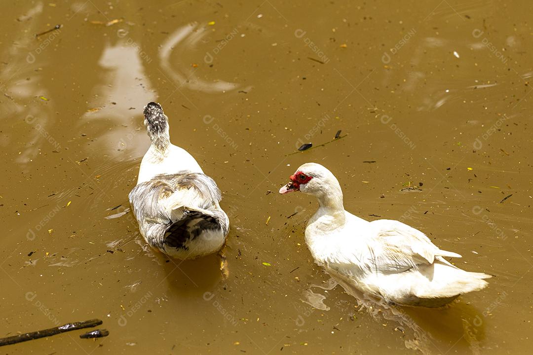 Patos nadando na lagoa na fazenda Imagem JPG
