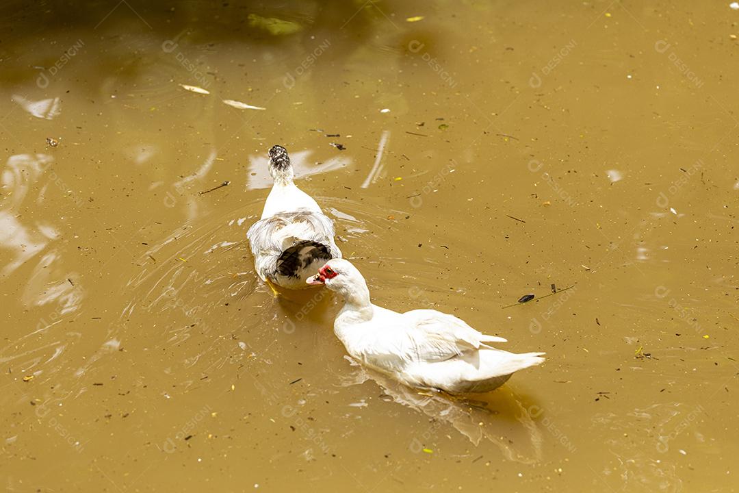 Patos nadando na lagoa na fazenda Imagem JPG