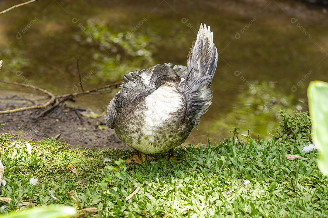 Closeup em um pato na fazenda em um gramado Imagem JPG