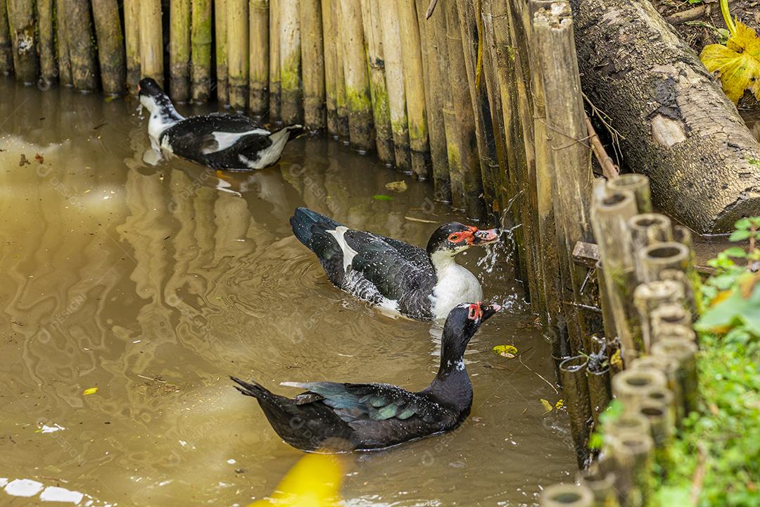 Patos nadando na lagoa na fazenda Imagem JPG