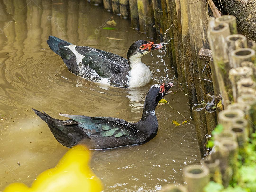 Patos nadando na lagoa na fazenda Imagem JPG