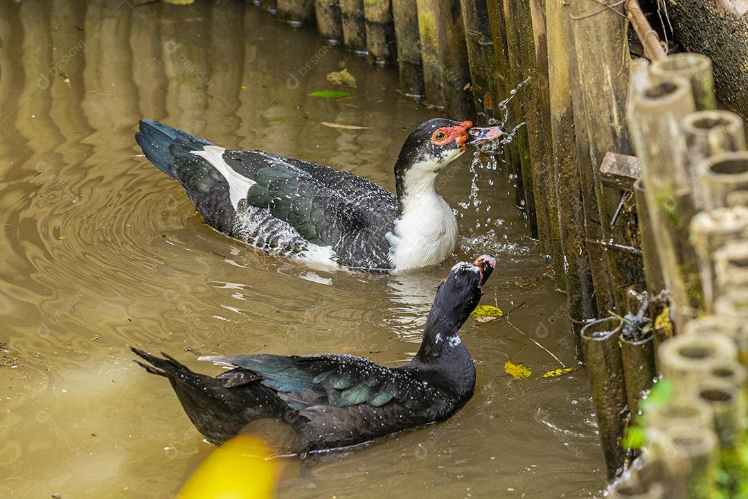 Patos nadando na lagoa na fazenda Imagem JPG