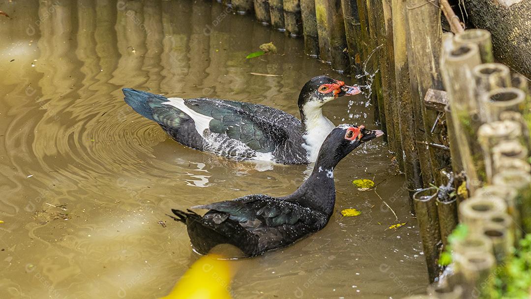 Patos nadando na lagoa na fazenda Imagem JPG