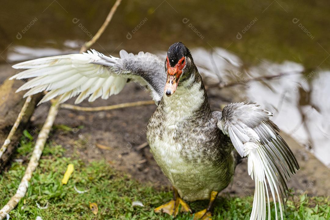 Closeup em um pato na fazenda no lago Imagem JPG