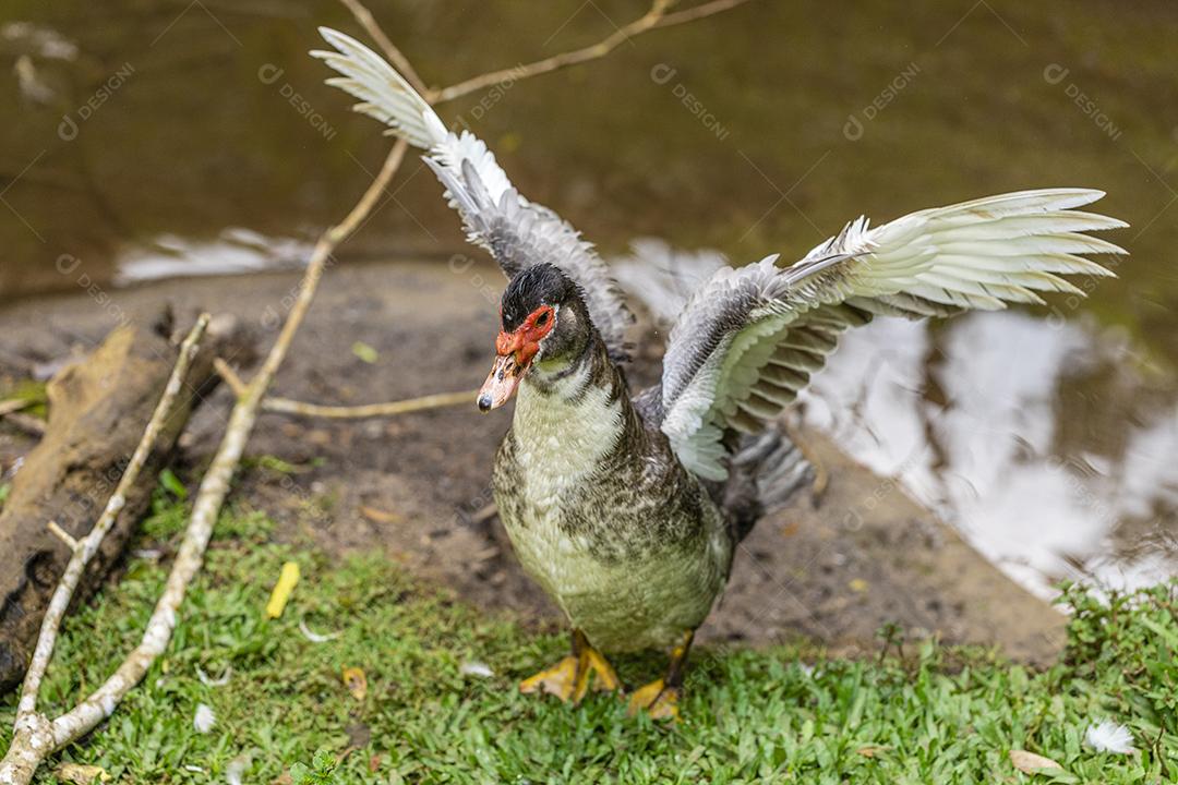 Closeup em um pato na fazenda no lago Imagem JPG