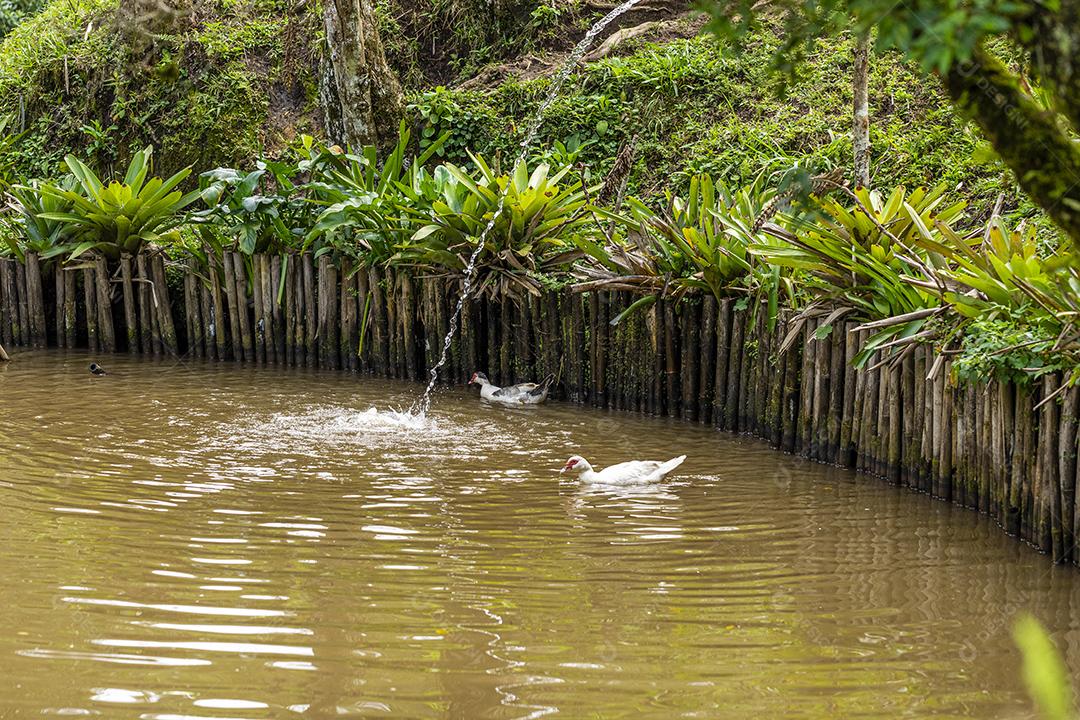 Patos nadando na lagoa na fazenda Imagem JPG