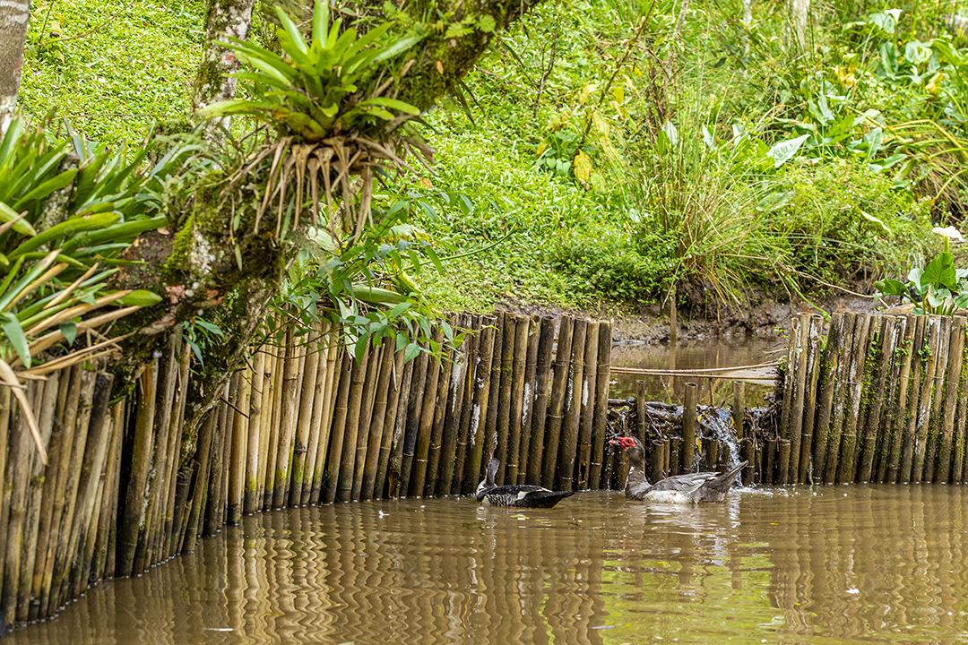 Patos nadando na lagoa na fazenda Imagem JPG