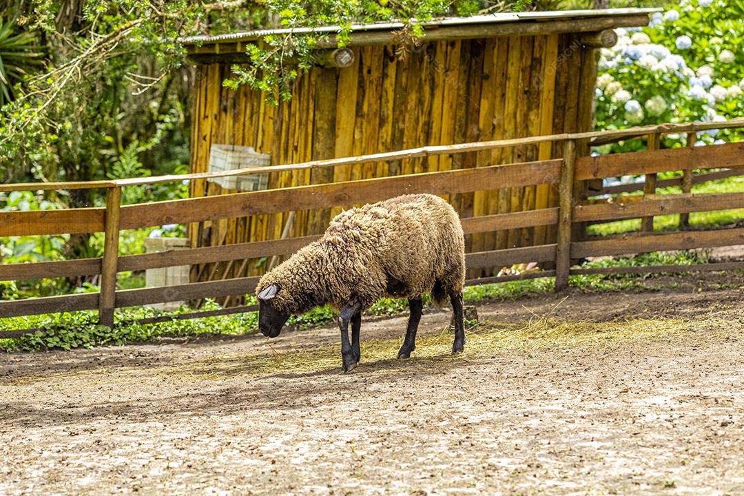 Ovelhas pastando na cerca na fazenda Imagem JPG