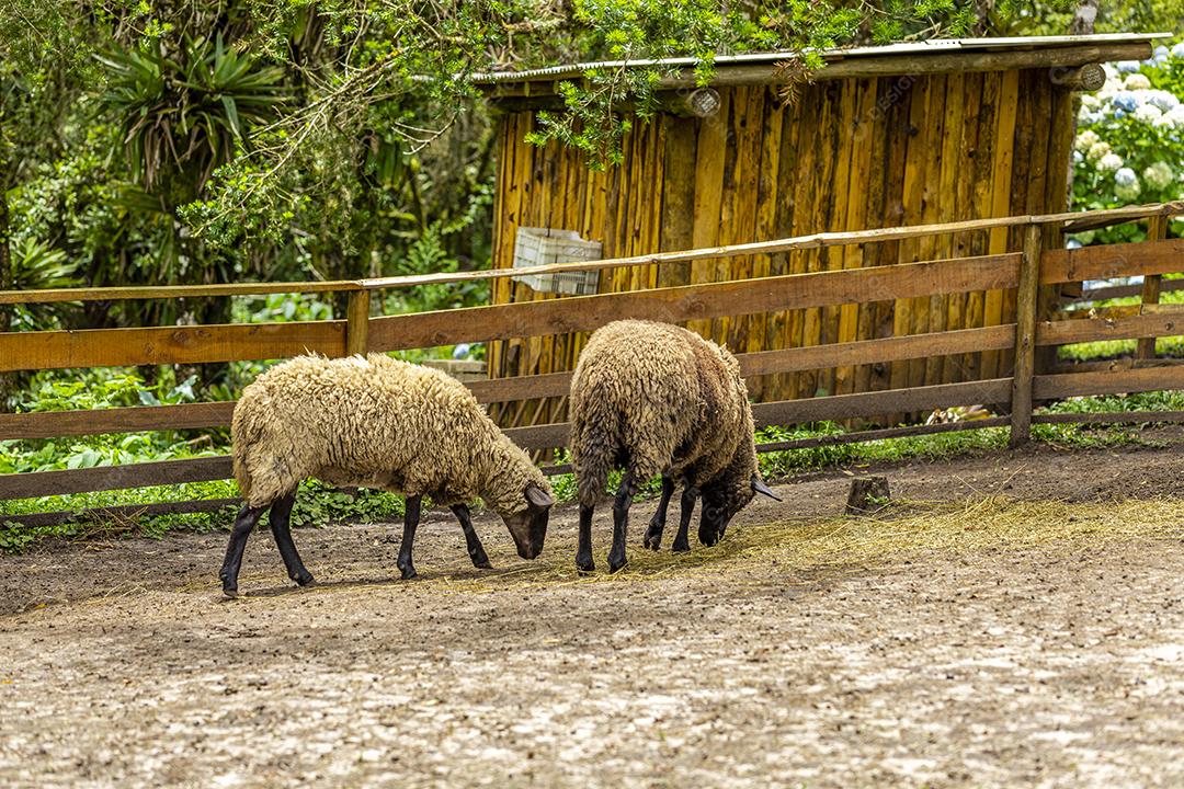 Ovelhas pastando na cerca na fazenda Imagem JPG