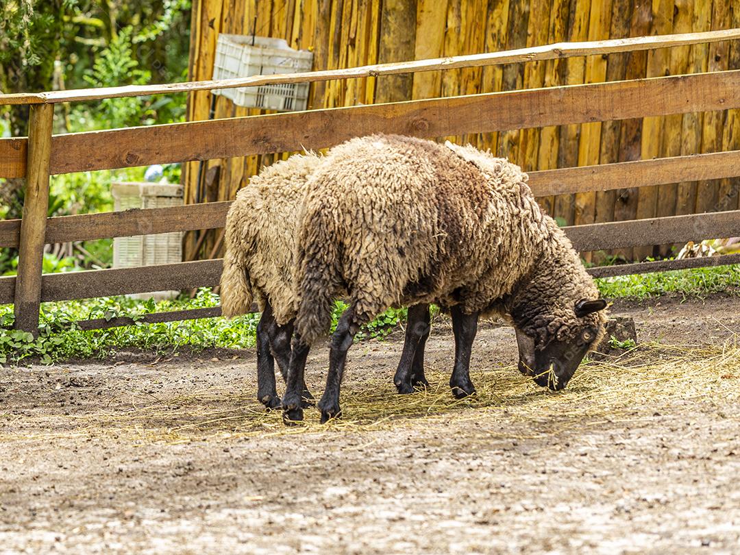 Ovelhas pastando na cerca na fazenda Imagem JPG