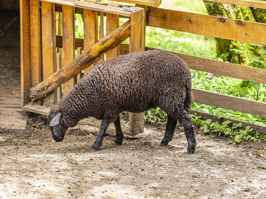 Ovelhas pastando na cerca na fazenda Imagem JPG