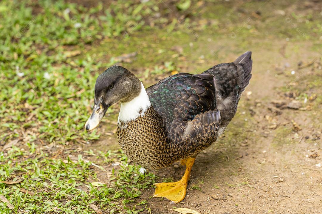 Closeup em um pato na fazenda em um gramado Imagem JPG