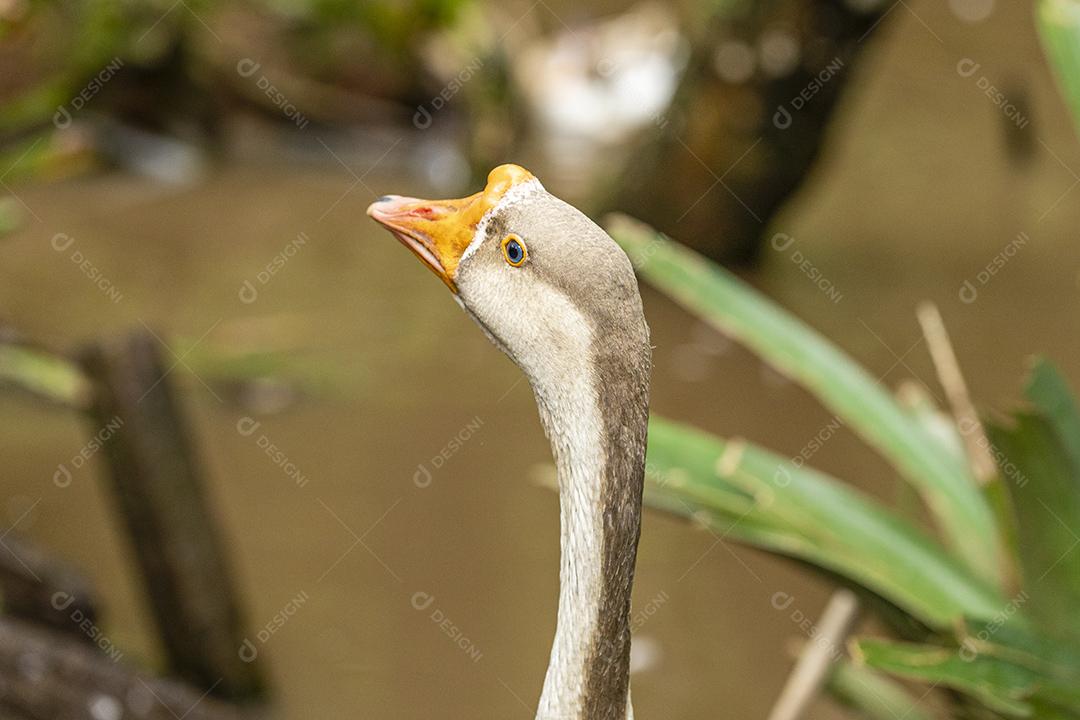 Closeup de ganso na fazenda imagem JPG