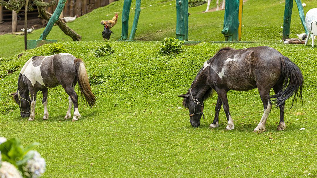 Pônei andando livremente na fazenda, comendo grama Imagem JPG