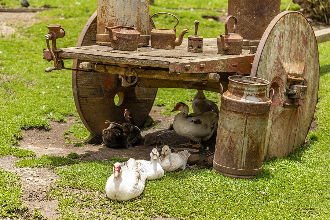 Fotos Gansos andando pelo gramado em um dia ensolarado