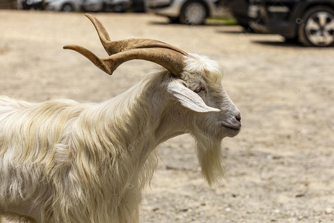 Cabra solta na fazenda, vagando livremente pela área imagem JPG