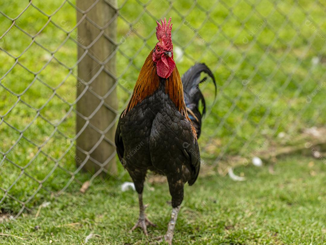 Fotos Frango ao ar livre em uma granja tradicional