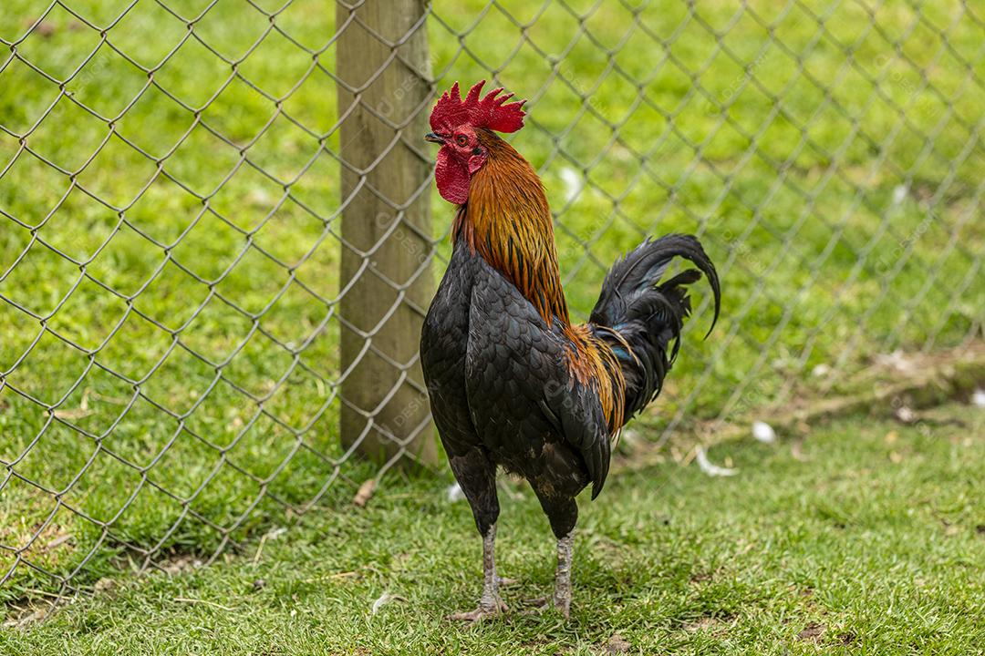 Fotos Frango ao ar livre em uma granja tradicional