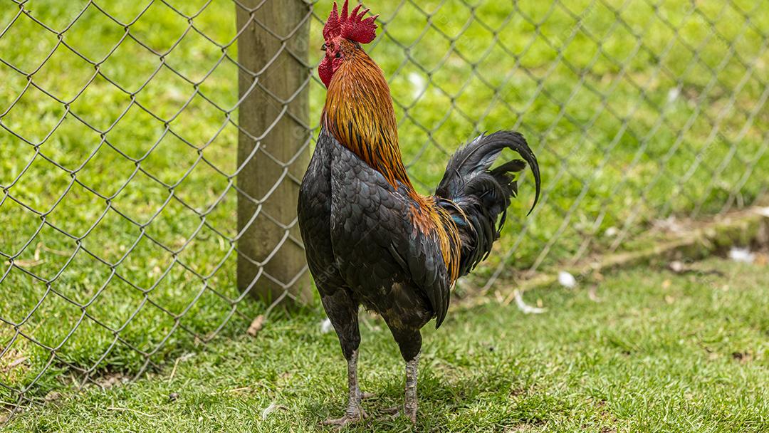 Fotos Frango ao ar livre em uma granja tradicional
